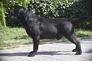Balu-6,5years21