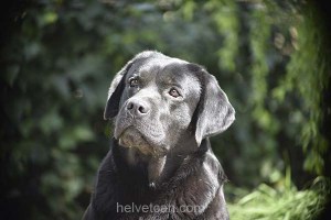 Balu-6,5years46