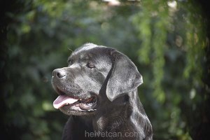 Balu-6,5years52
