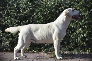 Belle-3years12