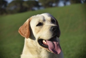 Elliot-18meses-cabeza2