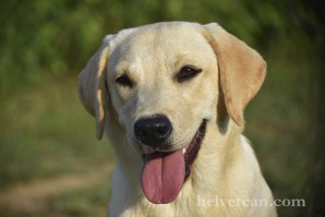 cachorra-chloe-sting-8-10-25-13