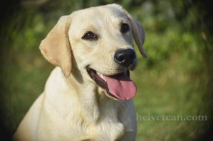 cachorra-chloe-sting-8-10-25-36