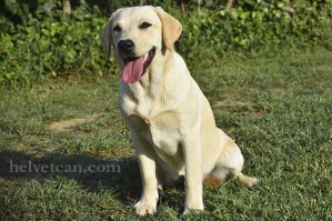 cachorra-chloe-sting-8-10-25-56