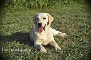 cachorra-chloe-sting-8-10-25-65