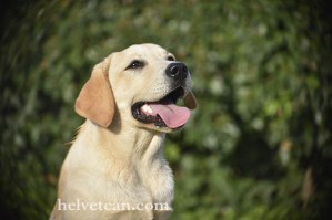 cachorro-chantal-elliot-8-10-25-2