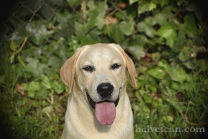 cachorro-chantal-elliot-8-10-25-3