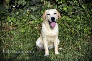 cachorro-chantal-elliot-8-10-25-4