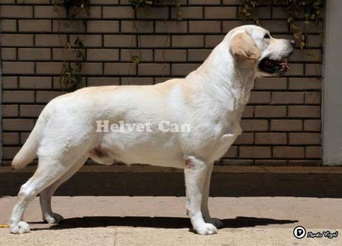 HELVET CAN YORGE (Chopin)