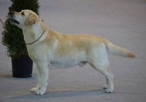 EXPOSICI&Oacute;N INTERNACIONAL DE BARCELONA (MARTORELL) 12.01.2014 BOS &amp; BOB ABIERTA PARTE3