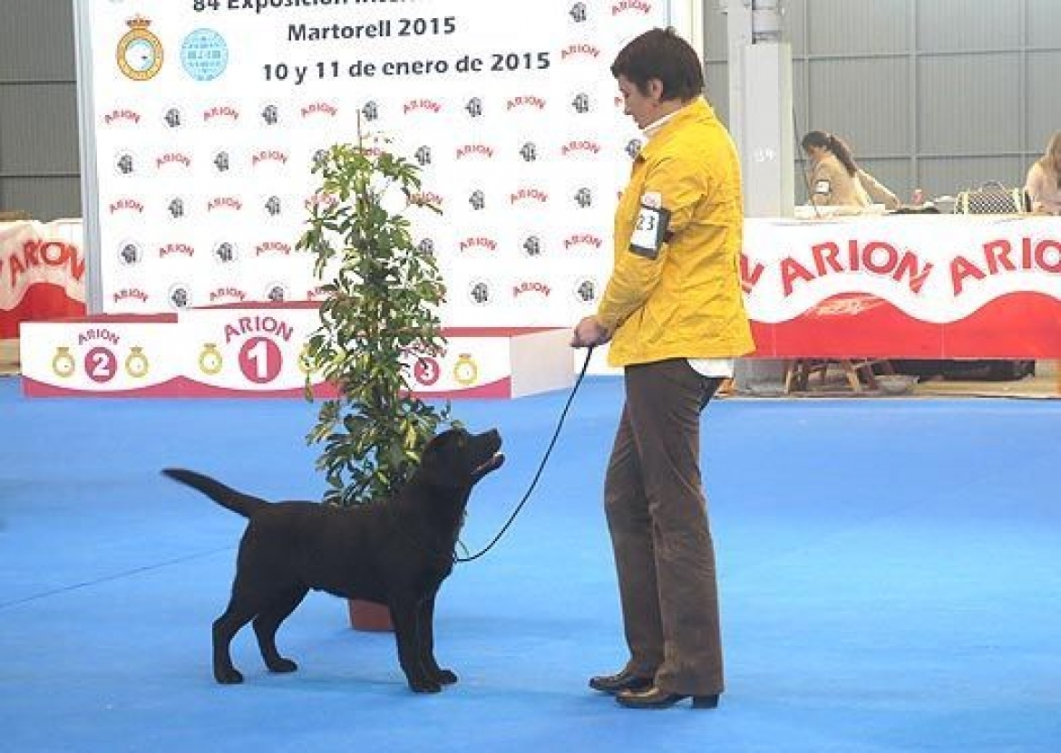 INTERNATIONAL CHAMPIONSHIP SHOW BARCELONA (MARTORELL) 11 JANUARY 2015
