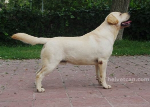 NUESTRO MARSHAL (MISTER X MARAVELLOUS MARSHAL FOR HELVET CAN BLACK CRESSET)