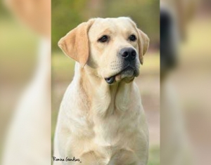 HELVET CAN USAK (Bigotes)