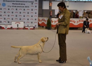 EXPOSICI&Oacute;N INTERNACIONAL DE BARCELONA (MARTORELL) 12.01.2014 PARTE 2
